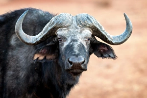 Horns Prints: Buffalo portrait, Chobe National Park, Botswana, Africa