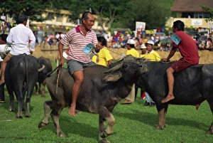 Buffaloes Prints: Buffalo racing held annually at Kota Belud at the Tamu