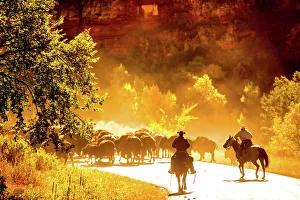 Large Group Of Animals Prints: Buffalo Round Up, Custer State Park, Black Hills, South Dakota, United States of America