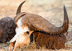 The End Prints: Buffalo skull, Okavango Delta, Botswana, Africa