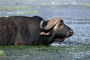 Buffalo Prints: Buffalo, Syncerus caffer