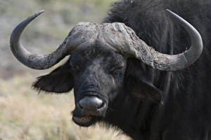 Mammalia Prints: Buffalo (Syncerus caffer), Chobe National Park, Botswana, Africa