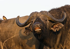 Buffalo Prints: Buffalo (Syncerus caffer), Hluhluwe-Imfolozi Park, Kwazulu-Natal, South Africa, Africa