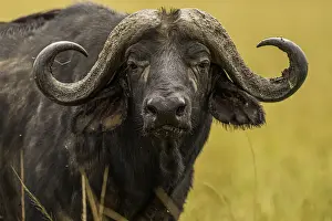 Buffalo Prints: A Buffalo (Syncerus caffer) in the Msai Mara National Reserve, Kenya, East Africa