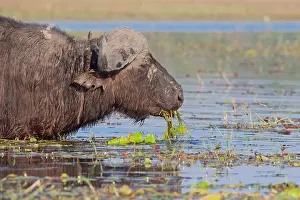 Savannah Prints: Buffalo (Syncerus caffer), portrait