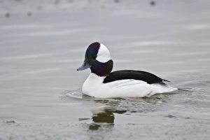 Male Animal Prints: Bufflehead (Bucephala albeola), male, Bosque del Apache National Wildlife Refuge