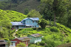 Organic Prints: Buildings in BOH Sungai Palas tea plantation, Cameron Highlands, Pahang, Malaysia