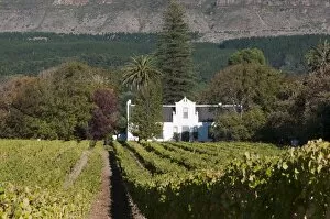 Images Dated 23rd April 2010: Buitenverwachting Wine Farm, Constantia, Cape Province, South Africa, Africa