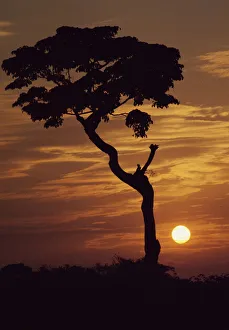 Day Break Prints: The Bujagali Falls at dawn