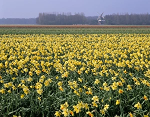 Daffodil Prints: Bulbfields of daffodils and windmill in distance
