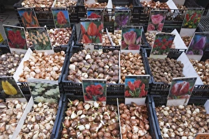 Tulips Prints: Bulbs for sale in Bloemenmarkt flower market, Amsterdam, Netherlands, Europe