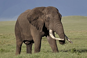 Tusks Prints: Bull African elephant (Loxodonta africana)