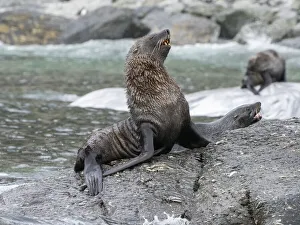 Three Animals Prints: A bull Antarctic fur seal (Arctocephalus gazella)