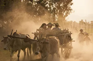 Farmer Prints: A bull cart kicks up a cloud of dust on the road to Indawgyi Lake