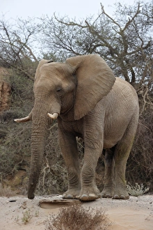 Elephants Prints: Bull desert elephant, Damaraland, Namibia, Africa