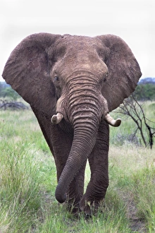 Bull Prints: Bull elephant (Loxodonta africana)