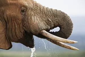 Images Dated 9th December 2008: Bull elephant (Loxodonta africana), drinking, Addo Elephant National Park