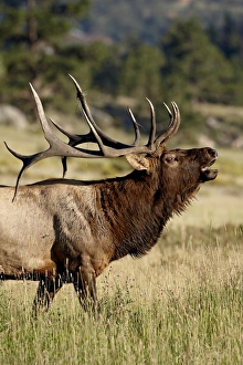 Images Dated 6th September 2007: Bull elk (Cervus canadensis) bugling, Rocky Mountain National Park, Colorado