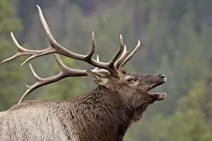 Images Dated 29th September 2009: Bull Elk (Cervus canadensis) bugling, Jasper National Park, Alberta, Canada