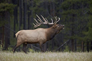 Bull Prints: Bull elk (Cervus canadensis) bugling in the fall