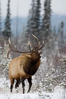 Shrub Collection: Bull elk (Cervus canadensis) bugling in the snow, Jasper National Park