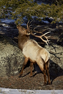 Bull Prints: Bull elk (Cervus canadensis) eating pine needles