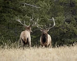 Confrontation Gallery: Two bull elk (Cervus canadensis) facing off during the rut, Jasper National Park, Alberta, Canada