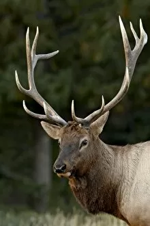 Images Dated 27th September 2009: Bull elk (Cervus canadensis) in the fall, Jasper National Park, Alberta
