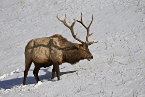 Bull Prints: Bull elk (Cervus canadensis) feeding in the winter