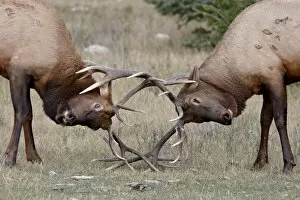 Images Dated 29th September 2009: Two bull Elk (Cervus canadensis) fighting, Jasper National Park, Alberta
