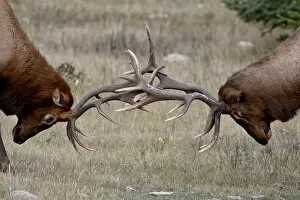 Images Dated 29th September 2009: Two bull elk (Cervus canadensis) fighting, Jasper National Park, Alberta