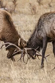 Images Dated 13th October 2009: Bull elk (Cervus canadensis) fighting in rut in Rocky Mountain National Park, Colorado