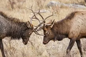 Images Dated 13th October 2009: Bull elk (Cervus canadensis) fighting in rut in Rocky Mountain National Park, Colorado