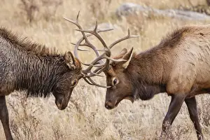 Male Animal Prints: Bull elk (Cervus canadensis) fighting in rut in Rocky Mountain National Park