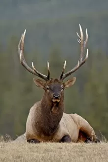 Images Dated 29th September 2009: Bull elk (Cervus canadensis), Jasper National Park, Alberta, Canada, North America