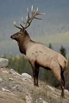 Images Dated 29th September 2009: Bull elk (Cervus canadensis), Jasper National Park, UNESCO World Heritage Site