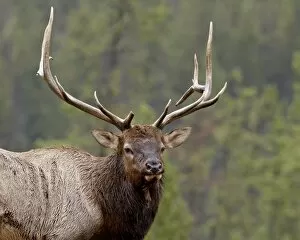 Images Dated 29th September 2009: Bull elk (Cervus canadensis), Jasper National Park, Alberta, Canada, North America