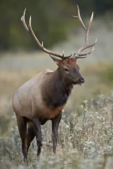 Bull elk (Cervus canadensis), Jasper National Park, Alberta, Canada, North America