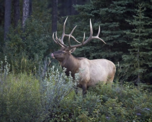 Male Animal Prints: Bull elk (Cervus canadensis) licking his nose in the fall