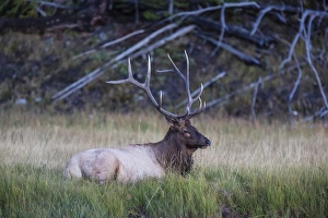 Bull Prints: Bull elk (Cervus canadensis), along the Madison River