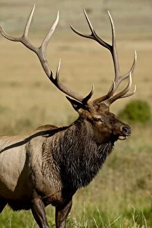 Images Dated 6th September 2007: Bull elk (Cervus canadensis), Rocky Mountain National Park, Colorado, United States of America