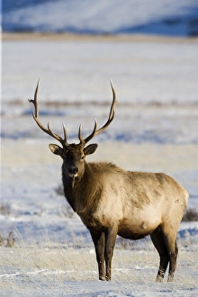Bull elk (Cervus canadensis) in the snow