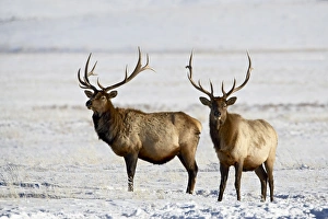 Jackson Prints: Two bull elk (Cervus canadensis) in the snow