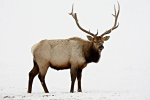 Bull Elk (Cervus canadensis) in snow, Yellowstone National Park, Wyoming