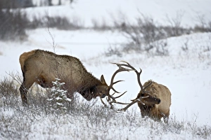 Antler Prints: Two bull elk (Cervus canadensis) sparring in the snow, Jasper National Park