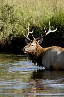 Bull elk (Cervus canadensis) standing in a stream, Rocky Mountain National Park
