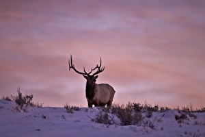 Antler Prints: Bull elk (Cervus canadensis) at sunset in the winter