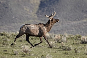 Horn Prints: Bull elk (Cervus canadensis) in velvet running