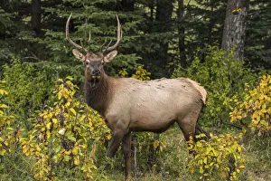 Male Animal Prints: Bull Elk (Wapiti), Banff National Park, UNESCO World Heritage Site, Alberta