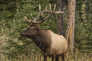 Bull Elk (Wapiti), Banff National Park, UNESCO World Heritage Site, Alberta